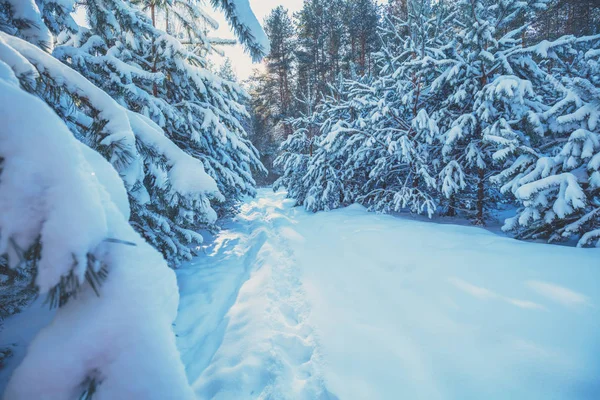 Naturaleza Invierno Fondo Bosque Nevado Pinos Cubiertos Nieve Naturaleza Invernal — Foto de Stock