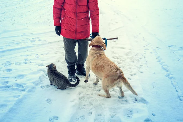 Человек Собакой Кошкой Зимой Стоит Заснеженном Поле Человек Деревянной Палкой — стоковое фото