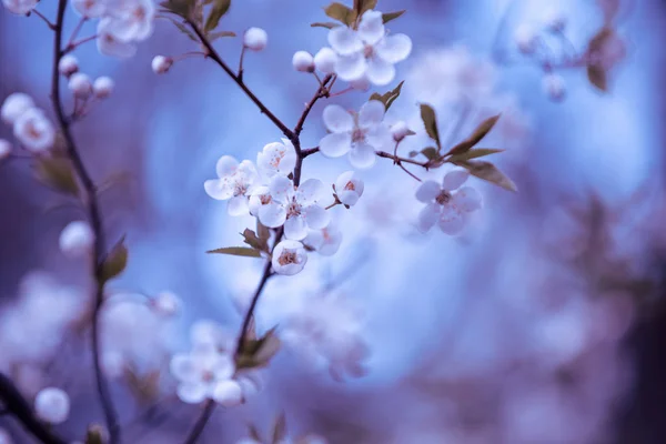 Vintage blossom plum trees in an orchard. Spring natural background. Violet toned