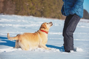 Kışın karlı bir tarlada oynayan köpekli bir adam.