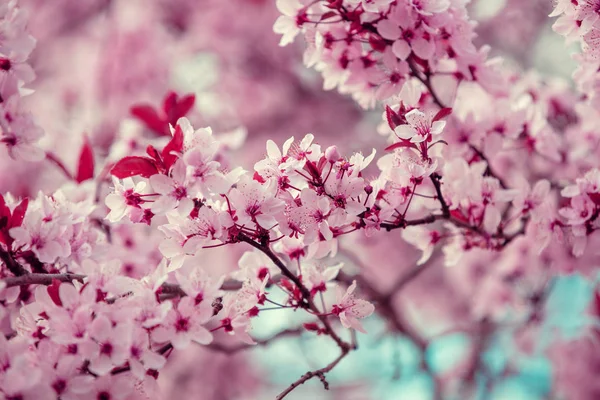 Renkli Çiçek Açan Kiraz Ağacı Dalı Kiraz Bahçesi — Stok fotoğraf