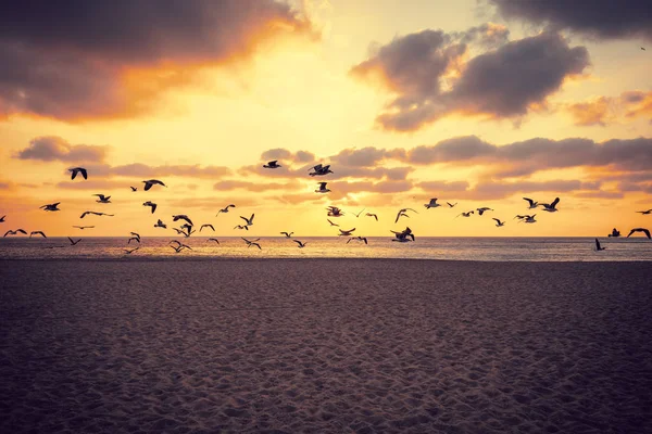 Sunset over the sea. Seagulls flying over the beach. Atlantic ocean in the evening. Porto, Portugal, Europe
