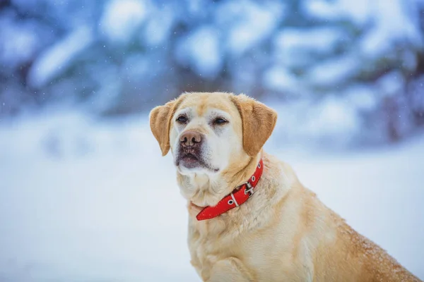 Retrato Perro Labrador Retriever Sentado Bosque Nevado Invierno —  Fotos de Stock