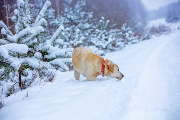 Labradorský Pes Loví Hlubokém Sněhu Zimním Zasněženém Lese — Stock fotografie