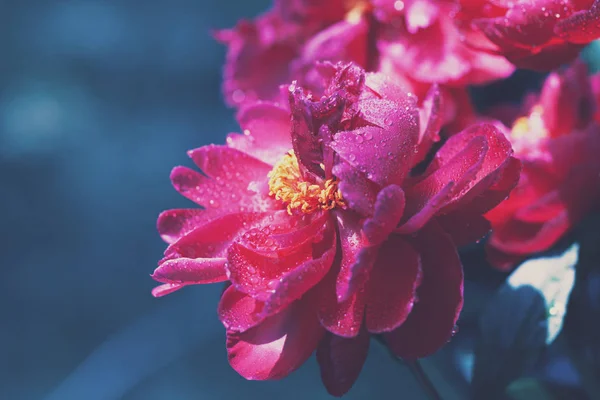 Vintage blossoming Peonies flowers in the garden