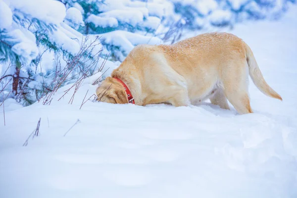 Labradorský Pes Loví Hlubokém Sněhu Zimním Zasněženém Lese — Stock fotografie