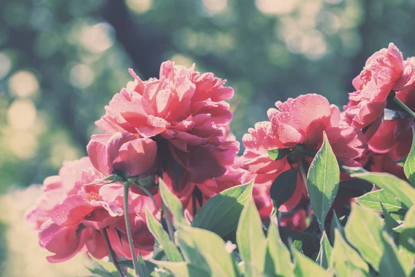 Vintage Bloeiende Pioenrozen Bloemen Tuin — Stockfoto