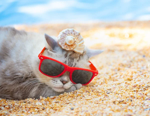 Gato Usando Gafas Sol Con Cáscara Una Cabeza Acostada Playa —  Fotos de Stock