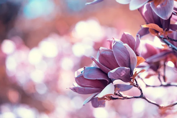 Fiori Magnolia Fiore Primavera Naturale Vintage Fiori Sfondo — Foto Stock