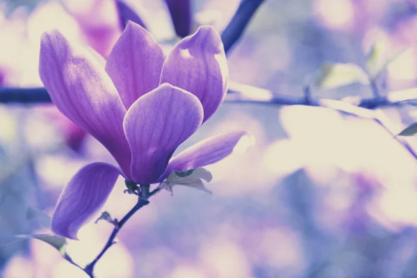盛开的玉兰花 自然复古花卉背景 — 图库照片