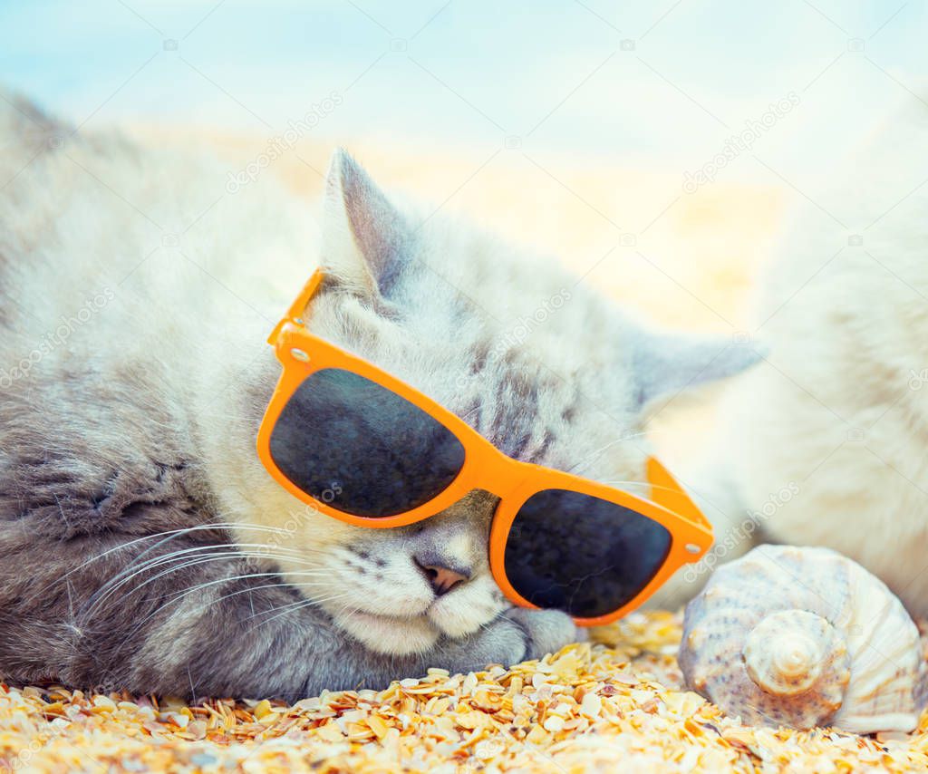 Cat wearing sunglasses lying on the beach near shell