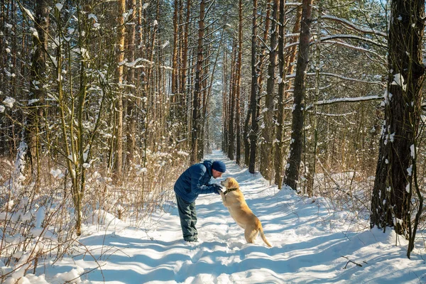 Happy Man Labrador Retriever Dog Leash Walking Snowy Pine Forest — Stock Photo, Image