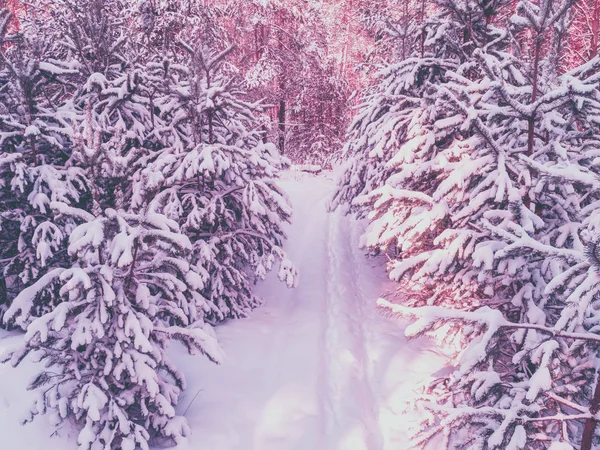 Nature Fond Hiver Forêt Enneigée Pins Couverts Neige Nature Hivernale — Photo