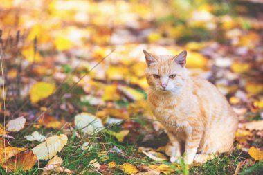 Üzgün zencefil kedi sonbahar bahçesinde yaprakları üzerinde oturan