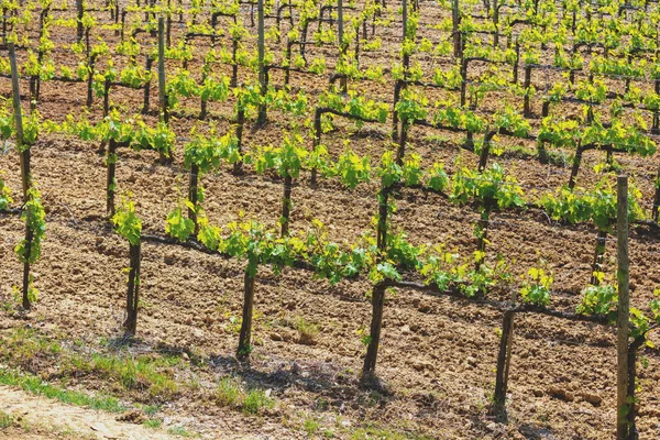 Een Plantage Van Wijnstokken Prachtige Toscane Landschap Italië Europa — Stockfoto