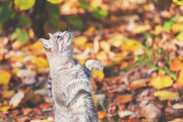 Lindo Divertido Jengibre Gato Mendigando Jardín — Foto de Stock