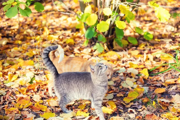 Sonbahar Parkında Düşen Yaprakları Üzerinde Yürüyen Sevimli Gri Kedi — Stok fotoğraf