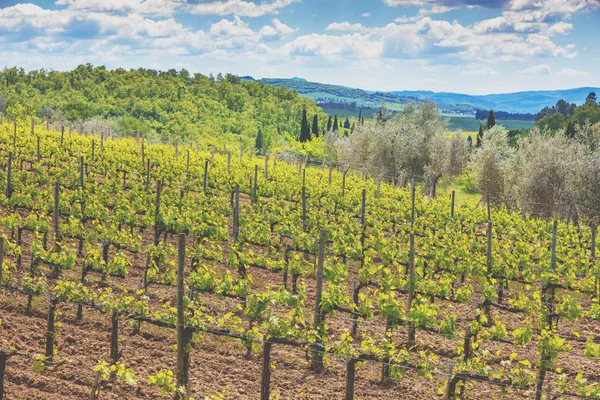 Wijngaard Toscane Prachtige Landschap Van Toscane Vallei Met Een Prachtige — Stockfoto