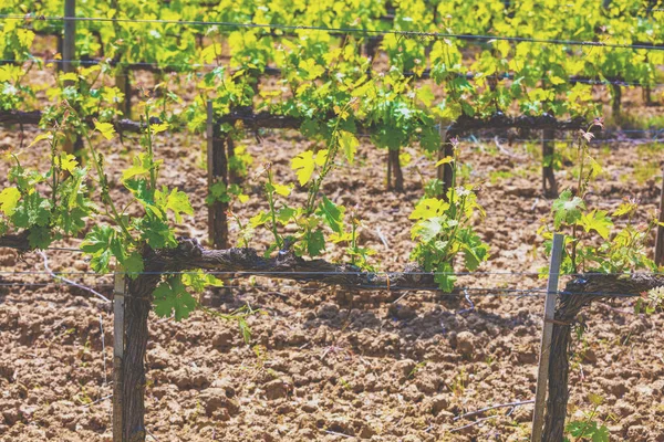 Een Plantage Van Wijnstokken Prachtige Toscane Landschap Italië Europa — Stockfoto