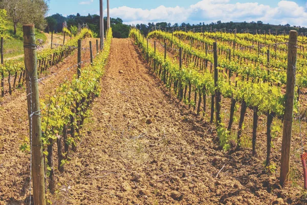 Wijngaard Toscane Prachtige Landschap Van Toscane Vallei Met Een Prachtige — Stockfoto