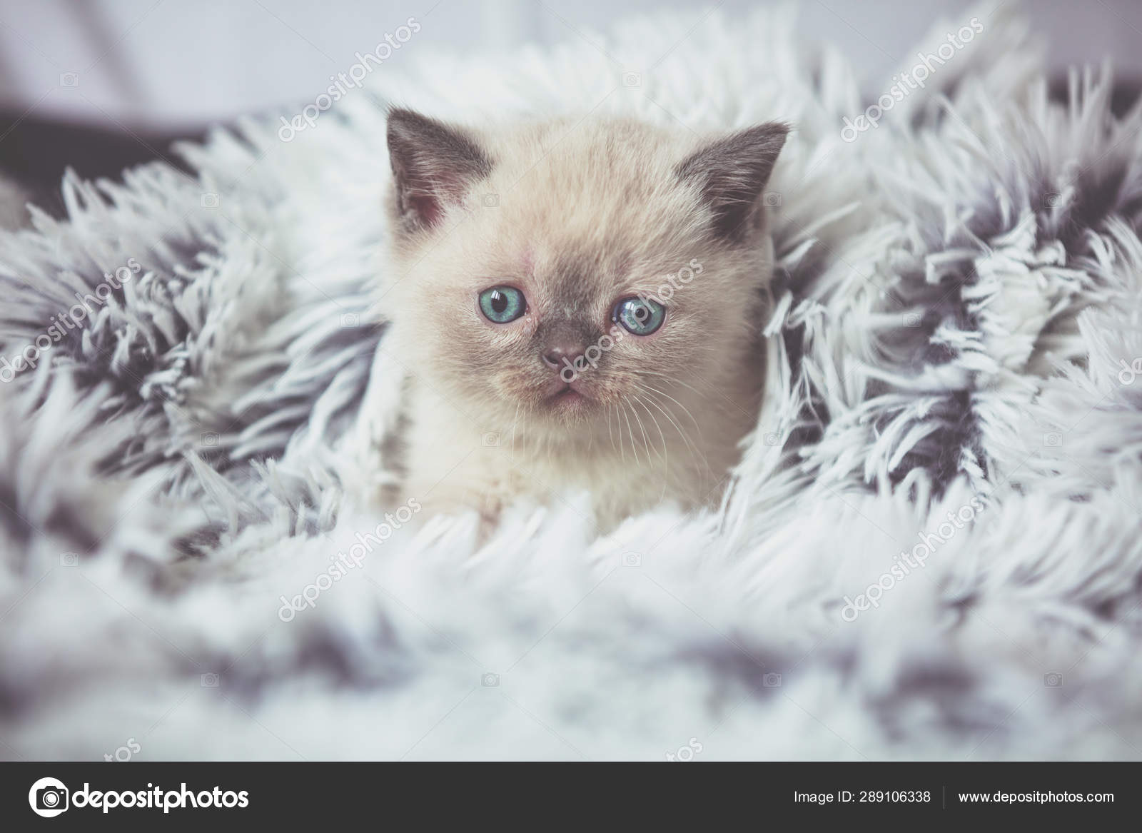 Cute Little Kitten Peeking Out Soft Fur Blue Blanket Stock Photo C Vvvita 289106338