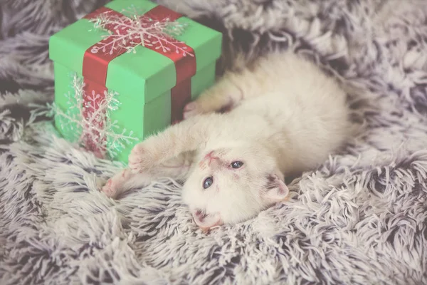 Cute Little Kitten Lies Gift Box Fluffy Blanket — Stock Photo, Image