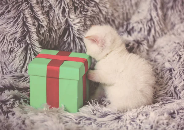 Cute Little Kitten Standing Gift Box Fluffy Blanket — Stock Photo, Image