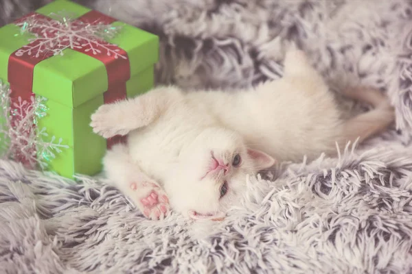 Niedliches Kleines Kätzchen Liegt Der Nähe Der Geschenkbox Auf Einer — Stockfoto