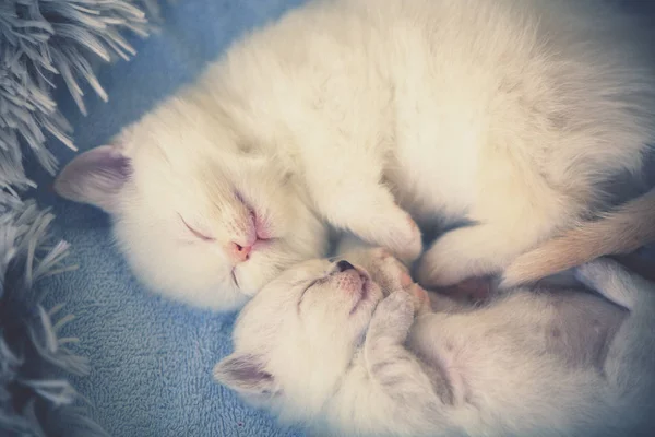 Lilla Kattunge Sover Med Nyfödd Kattunge Filt Form Ett Hjärta — Stockfoto