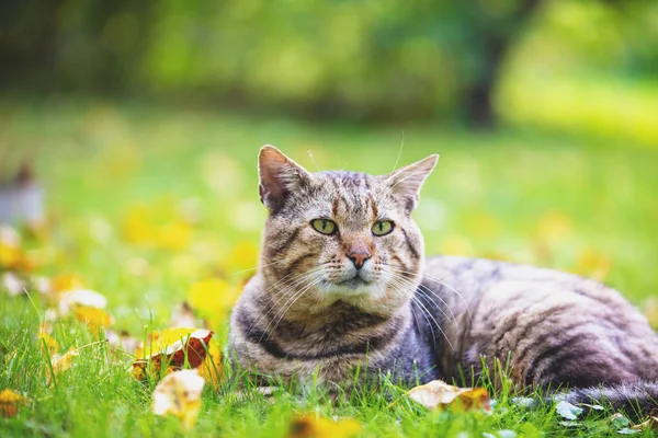 가을에 낙엽에 고양이 화창한 날씨를 즐기고 있습니다 — 스톡 사진