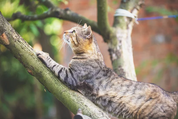 果樹園のリンゴの木の枝に座っているかわいい猫 — ストック写真