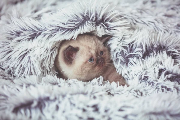 Милый Маленький Котенок Выглядывает Мягкого Шерстяного Синего Одеяла — стоковое фото