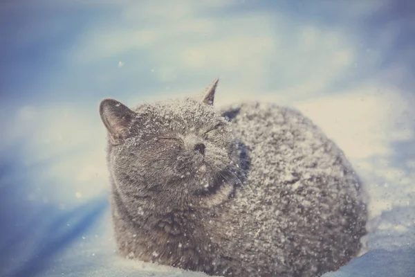 深い雪の中に座って雪で覆われた青い英国のショートヘア猫 — ストック写真