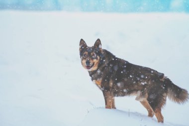 Köpek kar fırtınasında karla kaplı bir alanda kışın yürüyor.