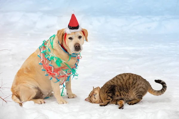 Funny cat and dog are best friends playing together. Dog wearing Santa hat and entangled in colorful streamer, cat lying in the snow