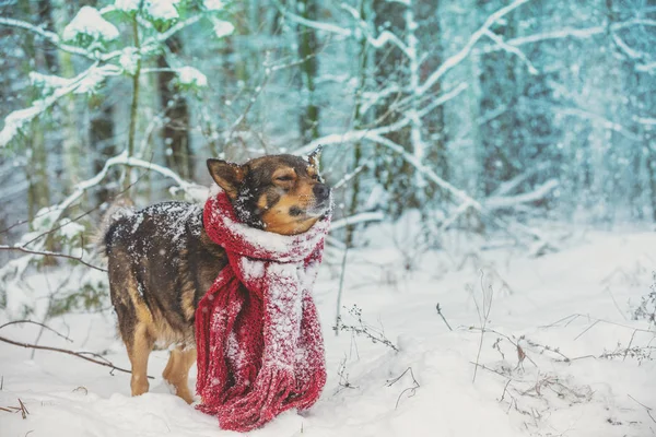 Portrait Dog Knitted Scarf Tied Neck Walking Blizzard Forest — Stock Photo, Image