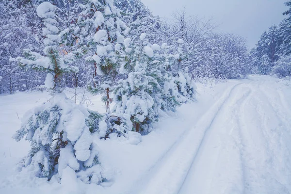 Karlı Kış Ormanı Kar Larla Kaplı Çam Ağaçları Ormandaki Yol — Stok fotoğraf