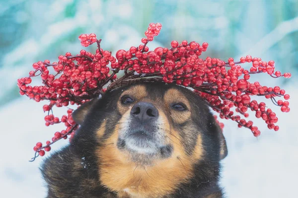 Portrait Dog Wearing Christmas Wreath Outdoors Winter — Stock Photo, Image