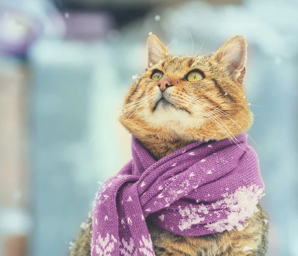 Die Katze Mit Schal Draußen Verschneiten Winter — Stockfoto