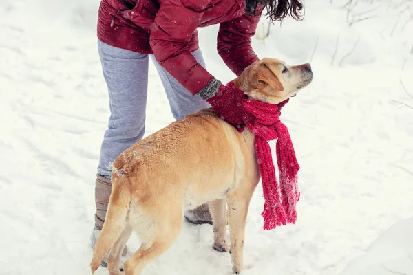 Jovem Caminhando Com Cão Labrador Retriever Inverno Nevado Cão Lenço — Fotografia de Stock