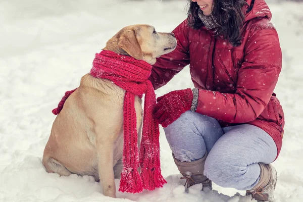 Jovem Caminhando Com Cão Labrador Retriever Inverno Nevado Cão Lenço — Fotografia de Stock