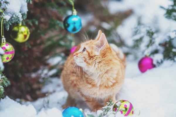 Retrato Gato Jengibre Sentado Cerca Del Abeto Navidad Concepto Navidad — Foto de Stock