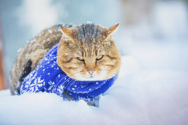 Kočka Nosí Zasněženém Zimě Šátek Ven — Stock fotografie