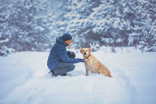 人間と犬は親友だ冬に雪の松の木に座っている犬を持つ男 訓練されたラブラドールレトリバー犬は 男性に足を拡張します — ストック写真