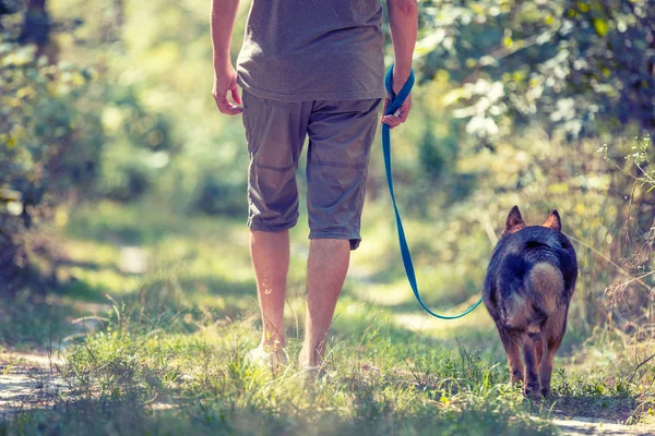 Man Walks Dog Woods Summer Man Holding Dog Leash — Stock Photo, Image