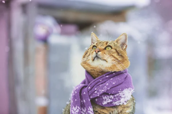 Γάτα Φορώντας Κασκόλ Εξωτερικούς Χώρους Χιονισμένο Χειμώνα — Φωτογραφία Αρχείου