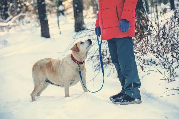 Человек Собакой Ретривером Лабрадором Гуляет Лесу Снежной Зимой — стоковое фото