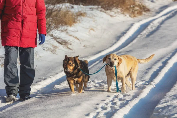 Человек Двумя Собаками Ходит Снежной Дороге Желтая Собака Лабрадор Ведет — стоковое фото