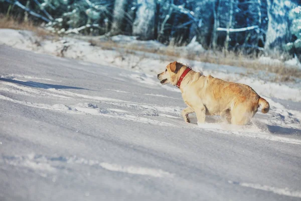 Kışın Derin Karda Bir Ormanın Yakınındaki Karlı Alanda Koşan Labrador — Stok fotoğraf