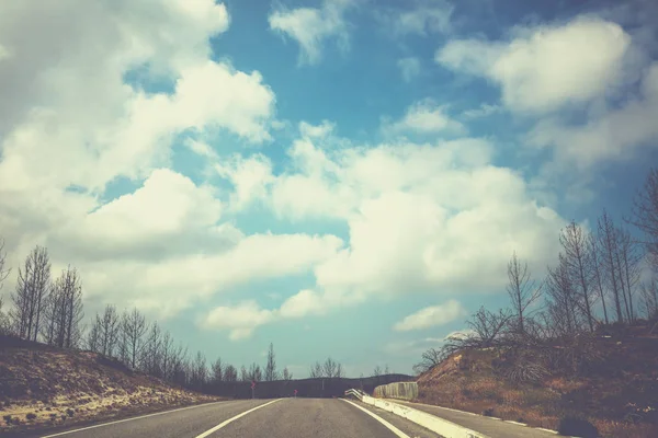 The road through a dead forest. Ecological problem